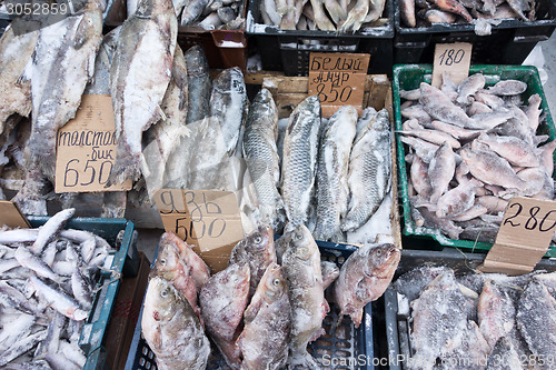 Image of frozen fish