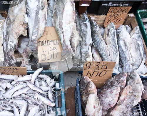 Image of frozen fish