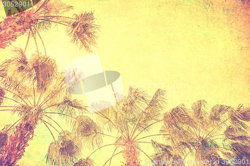 Image of vintage palm background