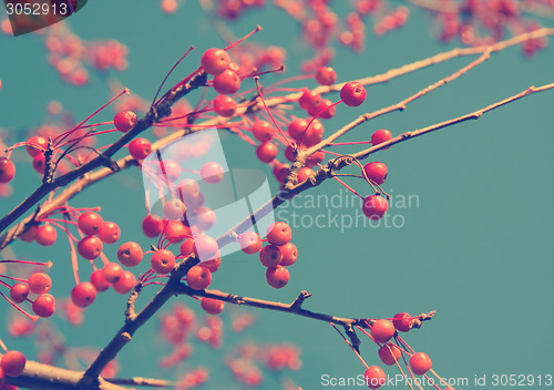 Image of red berries