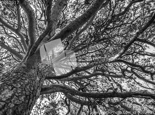 Image of branches of a tree against sky