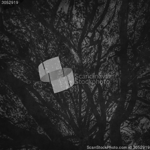 Image of branches of a tree against sky close up