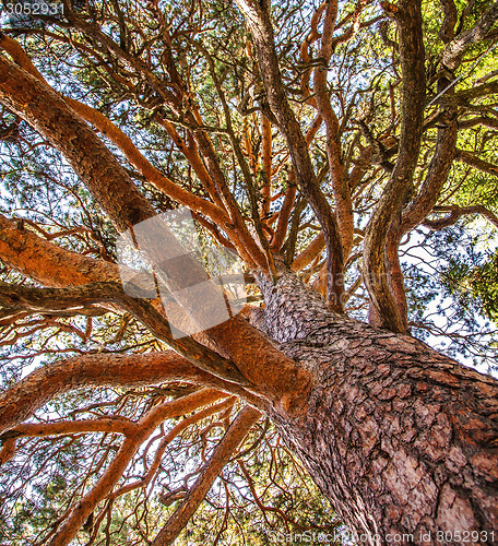 Image of branches of a tree against sky close up