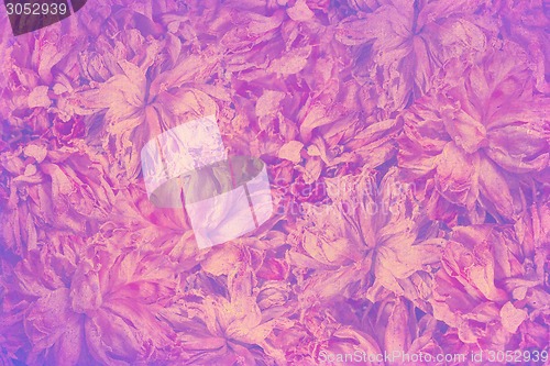 Image of vintage background with asters