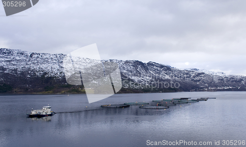 Image of salmon seafarm