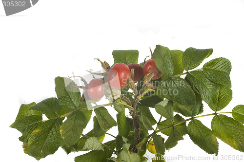 Image of wild rose fruit