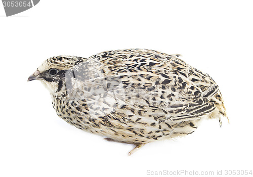 Image of Young quail 