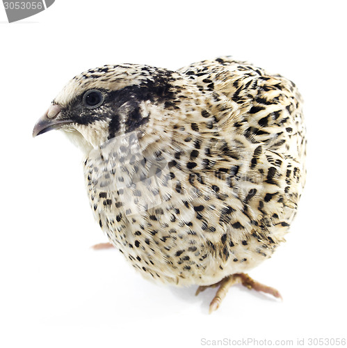 Image of Young quail 