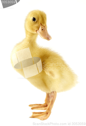 Image of Funny yellow Duckling 