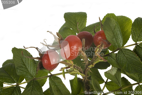 Image of wild rose fruit