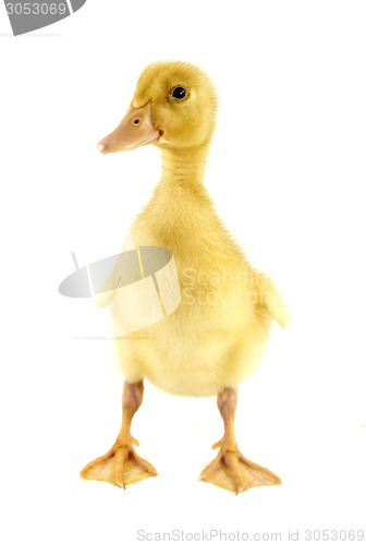 Image of Funny yellow Duckling 