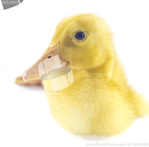 Image of Funny yellow Duckling 