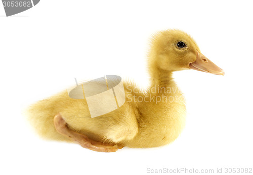 Image of Funny yellow Duckling 