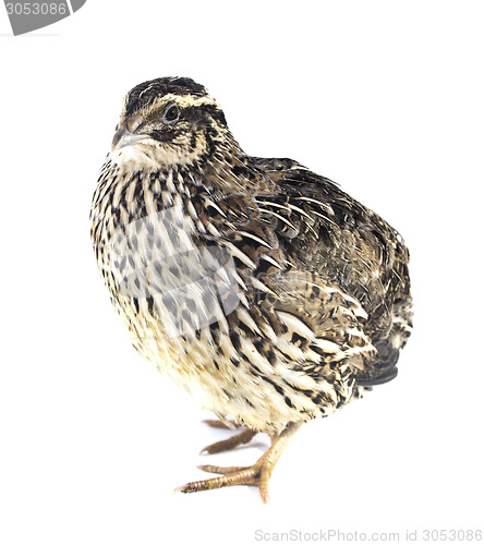 Image of Young quail 