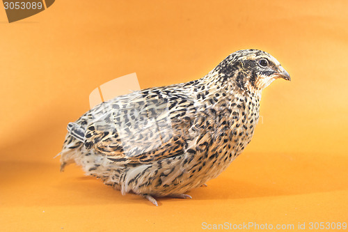 Image of Young quail 