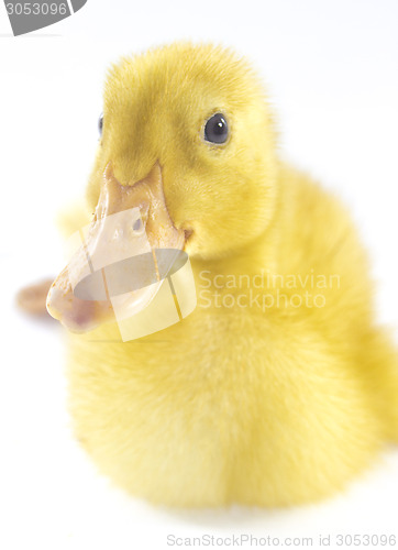 Image of Funny yellow Duckling 