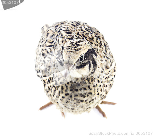 Image of Young quail 