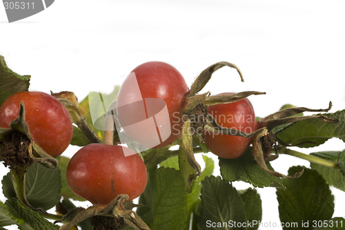 Image of wild rose fruit