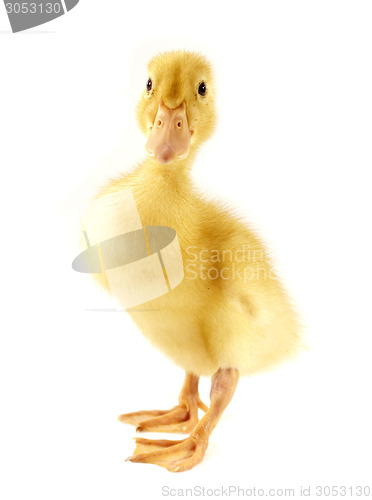 Image of Funny yellow Duckling 