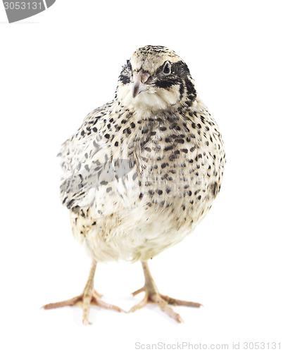 Image of Young quail 