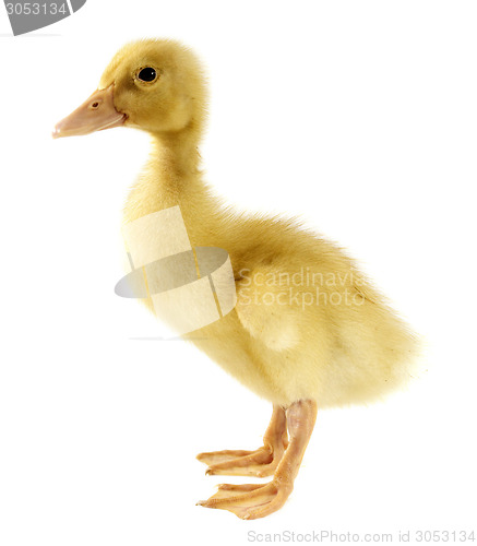 Image of Funny yellow Duckling 
