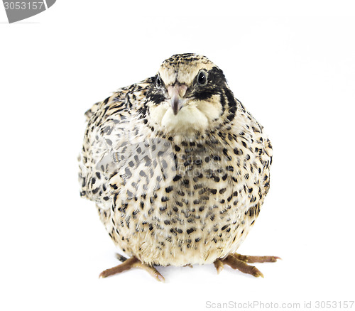 Image of Young quail 