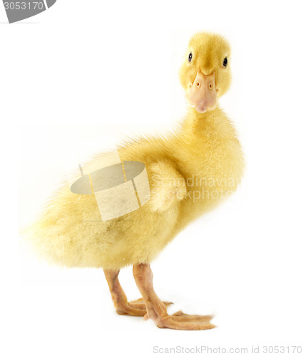 Image of Funny yellow Duckling 