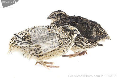 Image of Young quail 