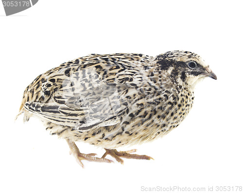 Image of Young quail 