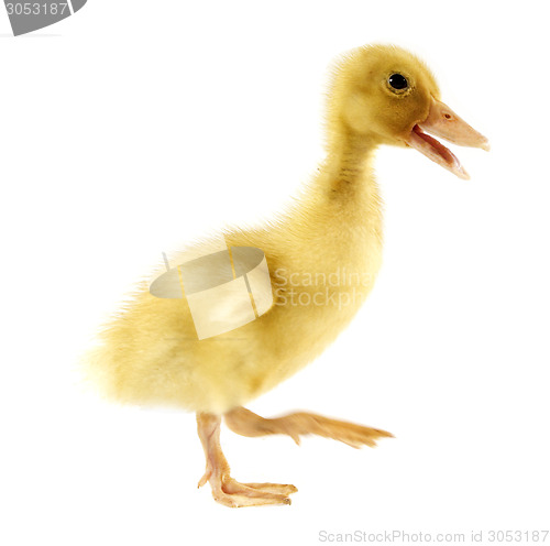 Image of Funny yellow Duckling 