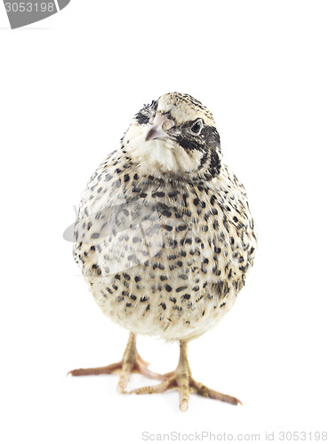 Image of Young quail 