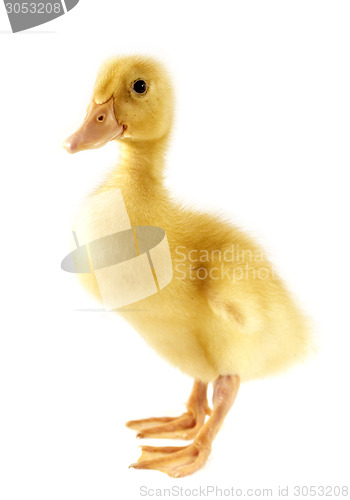 Image of Funny yellow Duckling 