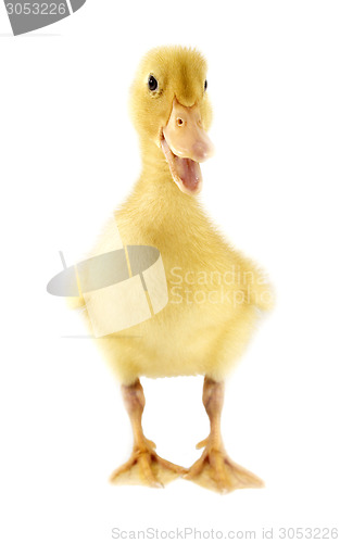 Image of Funny yellow Duckling 