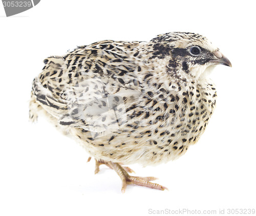 Image of Young quail 