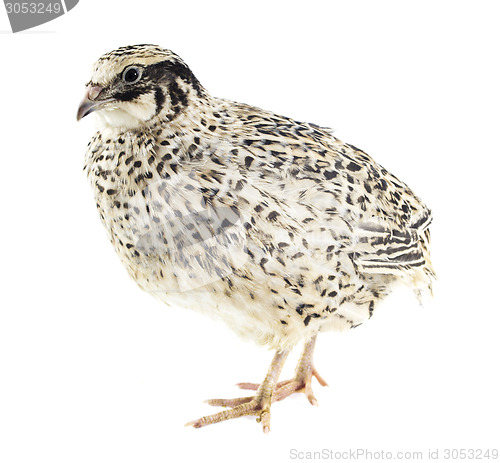 Image of Young quail 