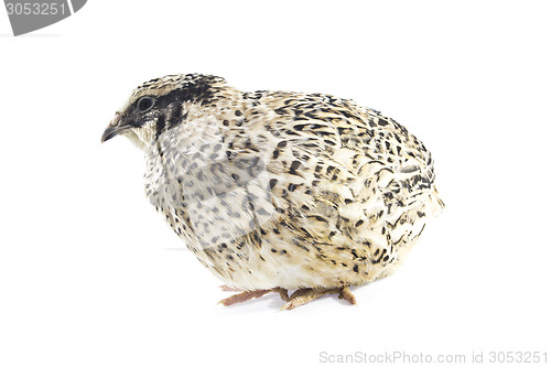 Image of Young quail 