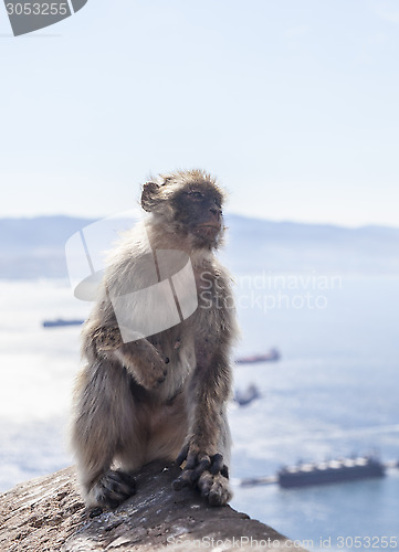 Image of Barbary Macaque of Gibraltar