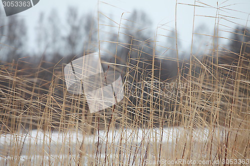 Image of cold winter wind