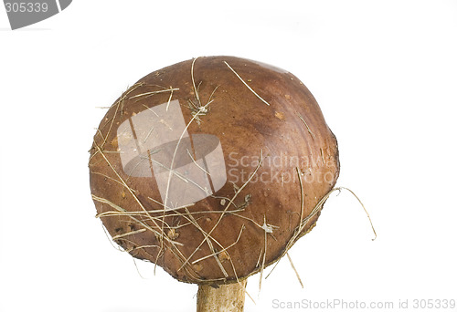 Image of wilde mushroom