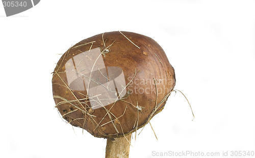 Image of wilde mushroom