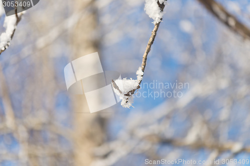 Image of tree branch
