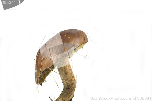 Image of wilde mushroom