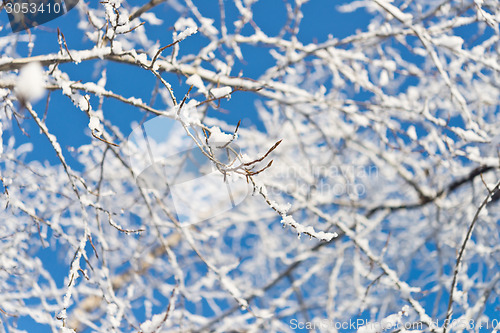 Image of tree branch