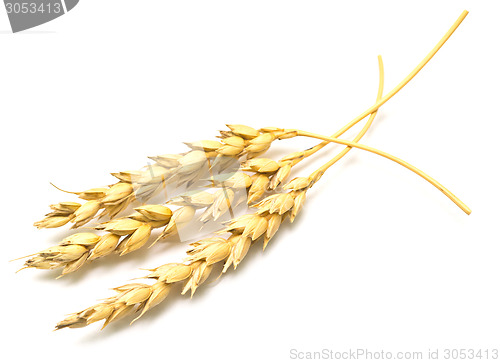 Image of wheat ears