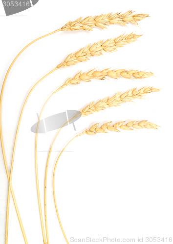Image of wheat ears
