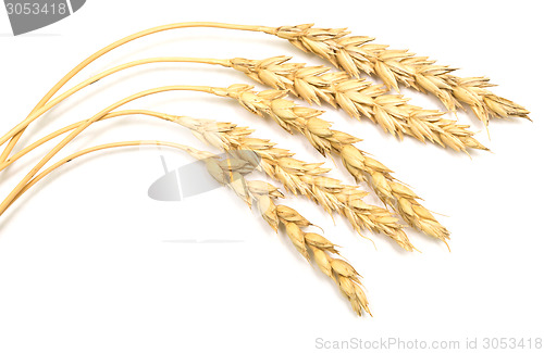 Image of wheat ears