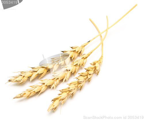 Image of wheat ears