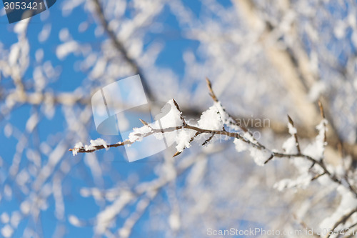 Image of tree branch