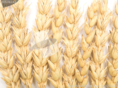 Image of wheat ears