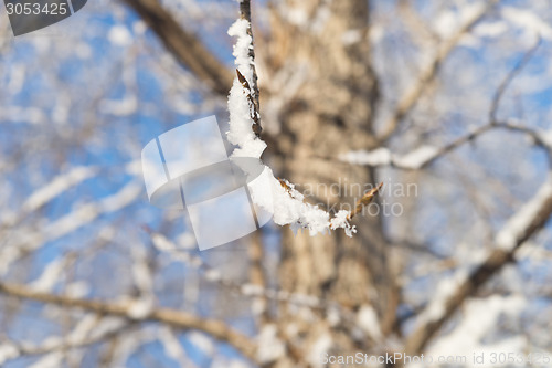 Image of tree branch